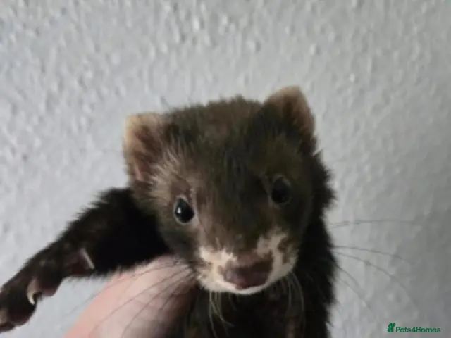Ferret rodents for sale: EU cross ferret hob kit - 3 months old - Advert 1