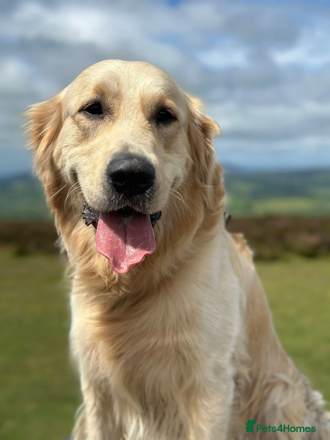 Golden Retriever dogs for stud: Charlie available at stud  in Telford - Advert 2