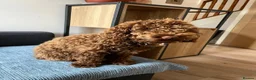 Cockapoo dogs for sale: Gorgeous Cappuccino Curly Cockapoo in Milton Keynes - Advert 4