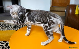 Bengal cats for sale: Exceptional Bengal kittens Available  - Image 18