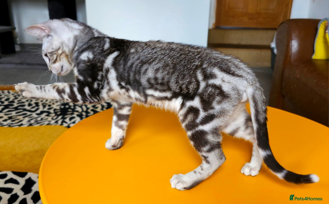 Bengal cats for sale: Exceptional Bengal kittens Available  - Image 18