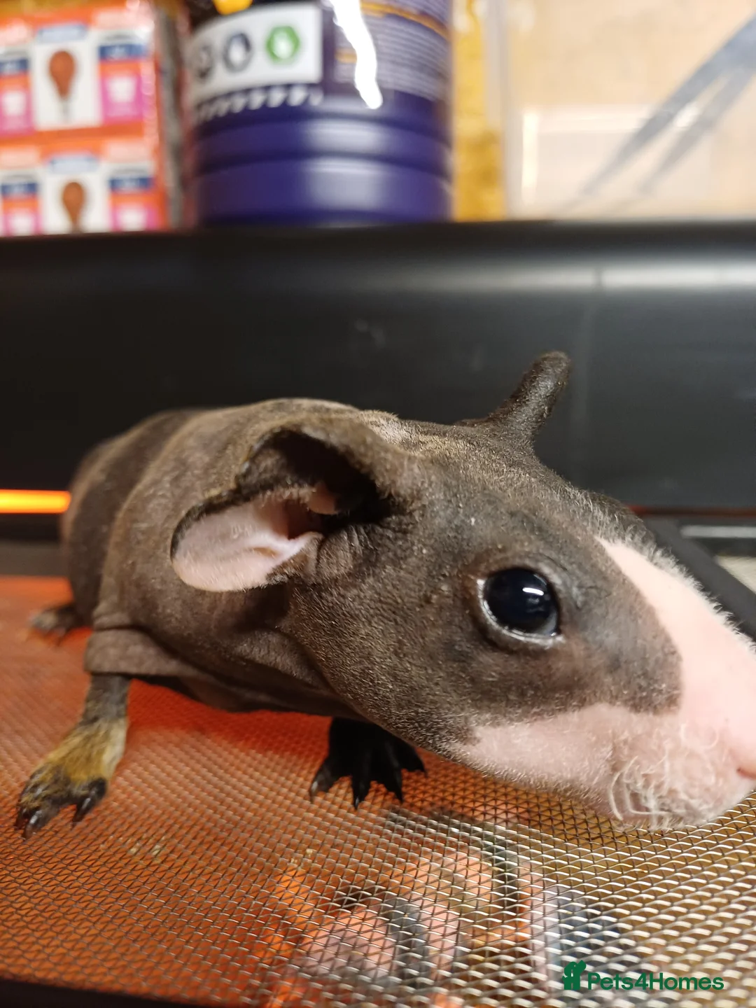 Guinea Pig rodents for sale: 2  baby male Skinny pigs. Brothers - Advert 3