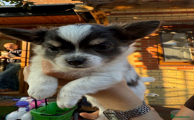Chihuahua dogs - Advert 1