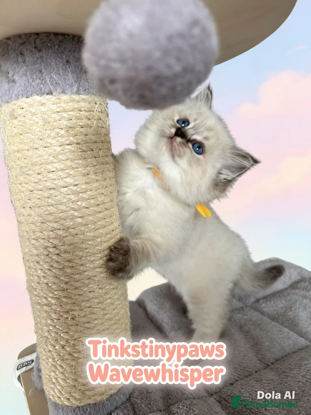 Ragdoll cats for sale: Seal Tabby colourpoint  - Advert 2