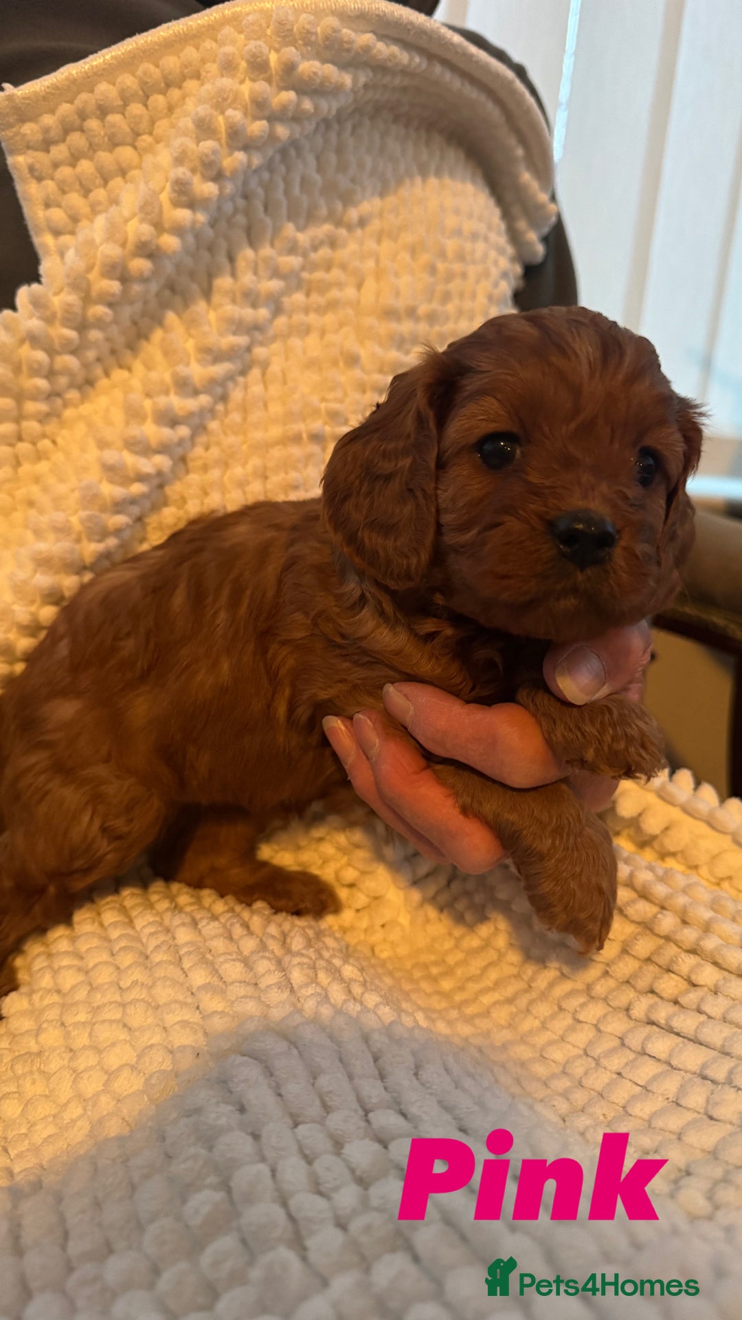 Cavapoo dogs for sale: Stunning litter of F1 Cavapoo’s - Advert 2