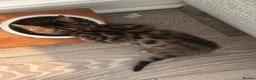 Bengal cats for sale: 2 Bengal kittens / girls for sale  - Advert 5