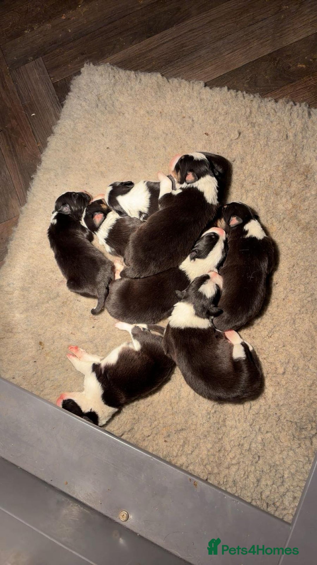 Border Collie dogs for sale: Stunning puppies. Parents health tested - Advert 21