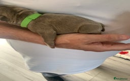 French Bulldog dogs for sale: 5 French bull dogs puppies  - Image 4