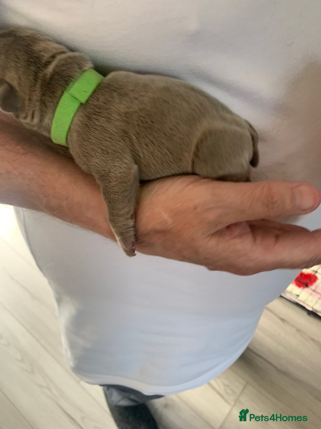 French Bulldog dogs for sale: 5 French bull dogs puppies  - Image 4
