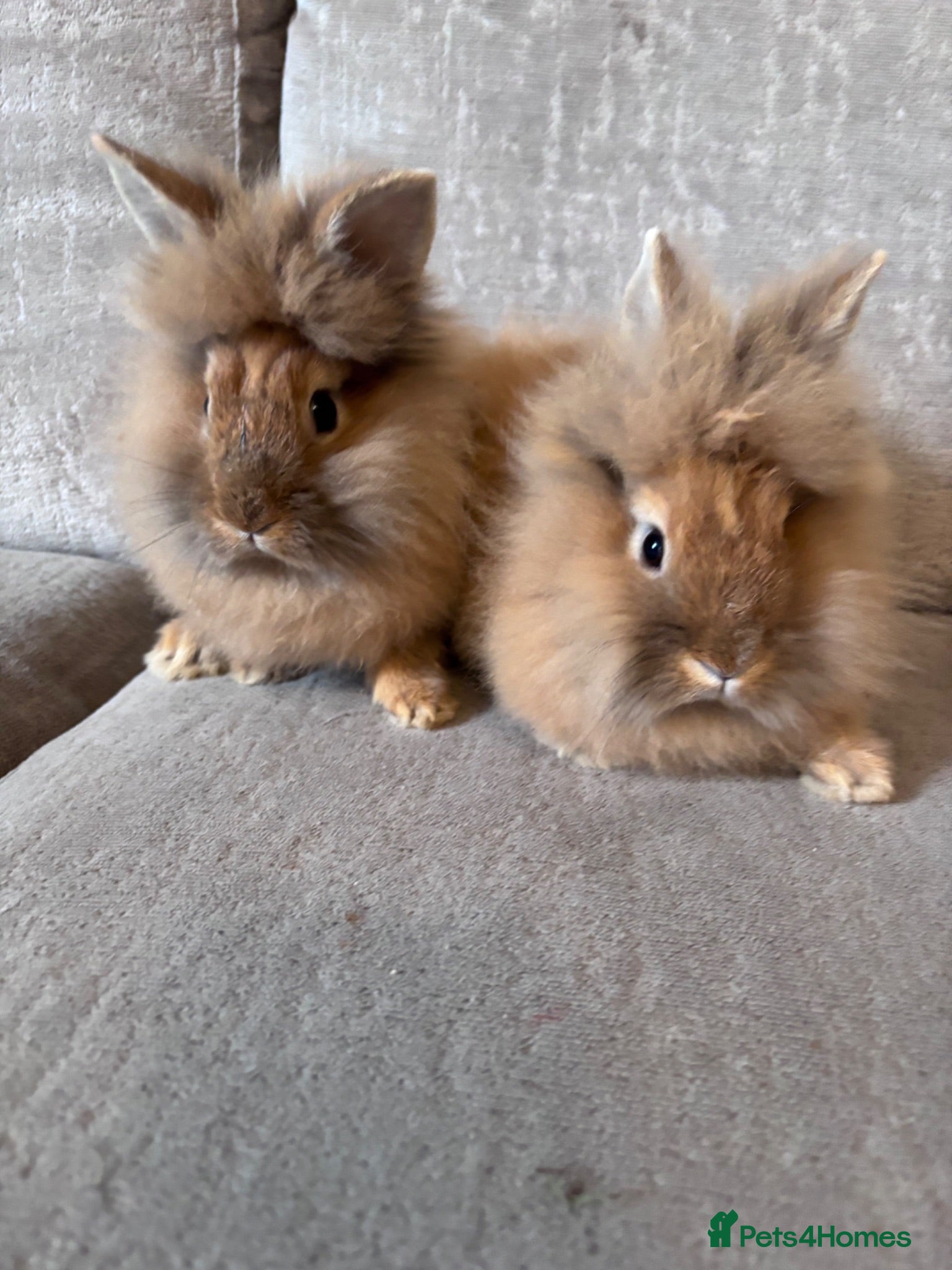 Lionhead rabbits Double mained lion head rabbits  - Advert 1
