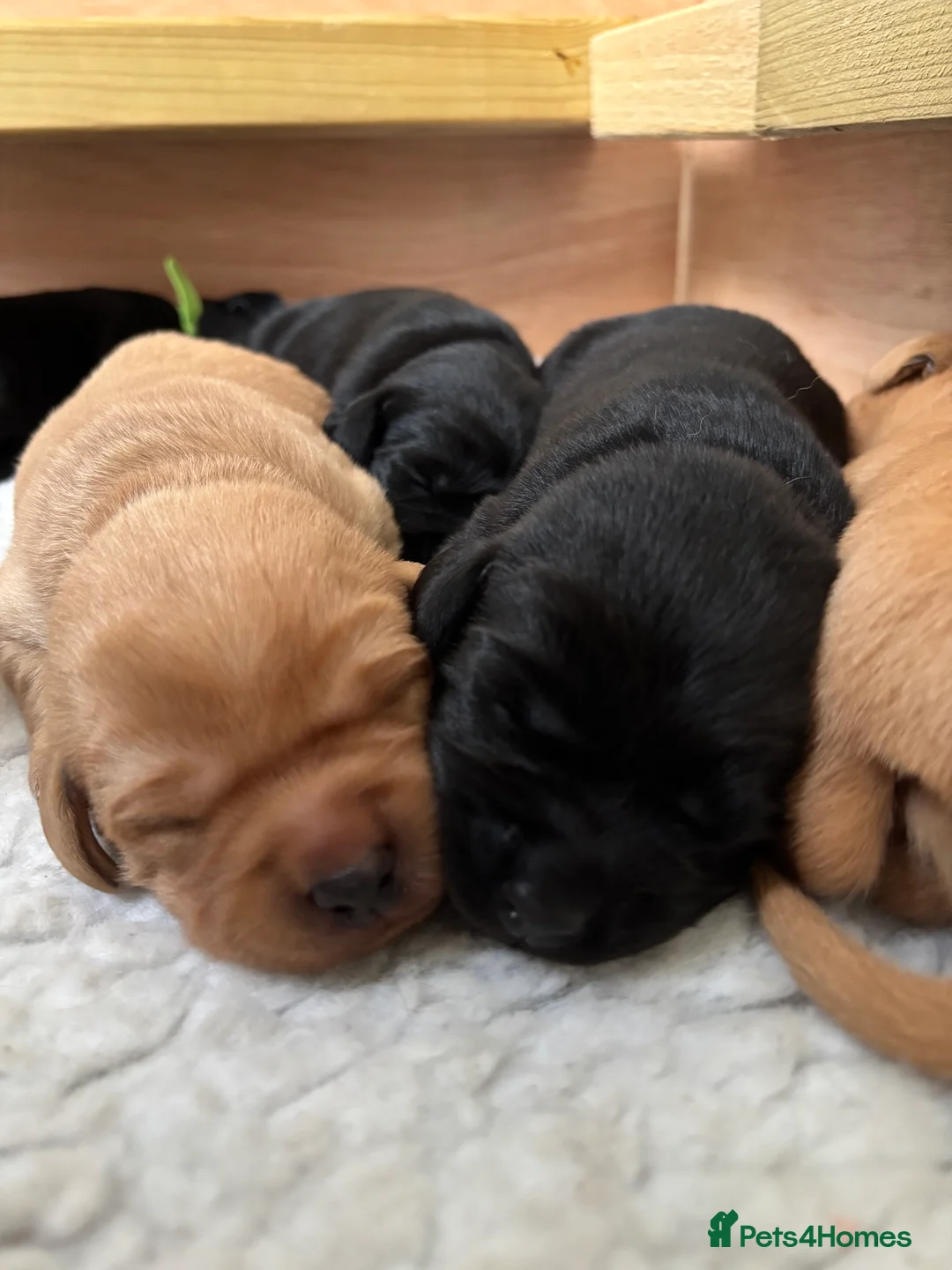 Labrador Retriever dogs for sale: 🐾KC Registered Fox Red & Black Labrador Puppies🐾 - Advert 6
