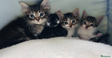 Mixed Breed cats - Advert 4