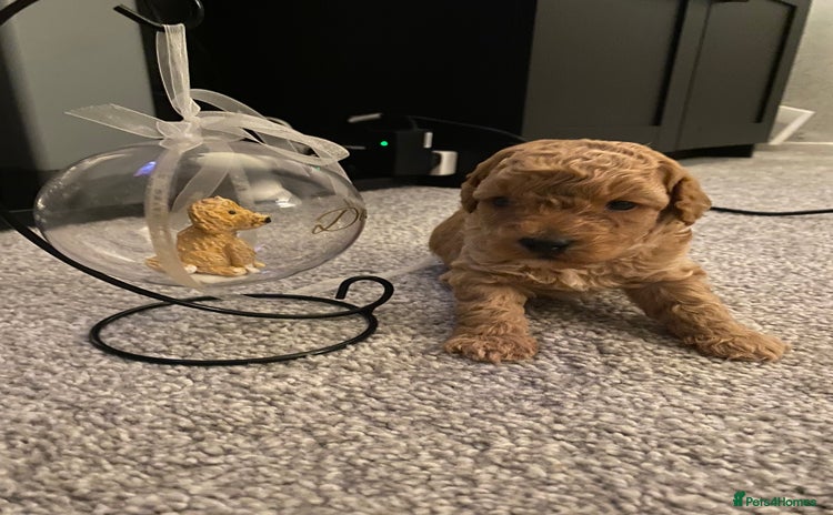 Poochon dogs - Advert 1