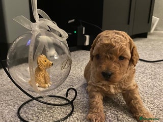 Poochon dogs - Advert 20