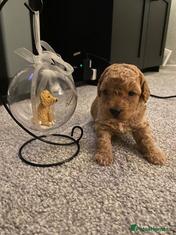 Poochon dogs - Advert 1