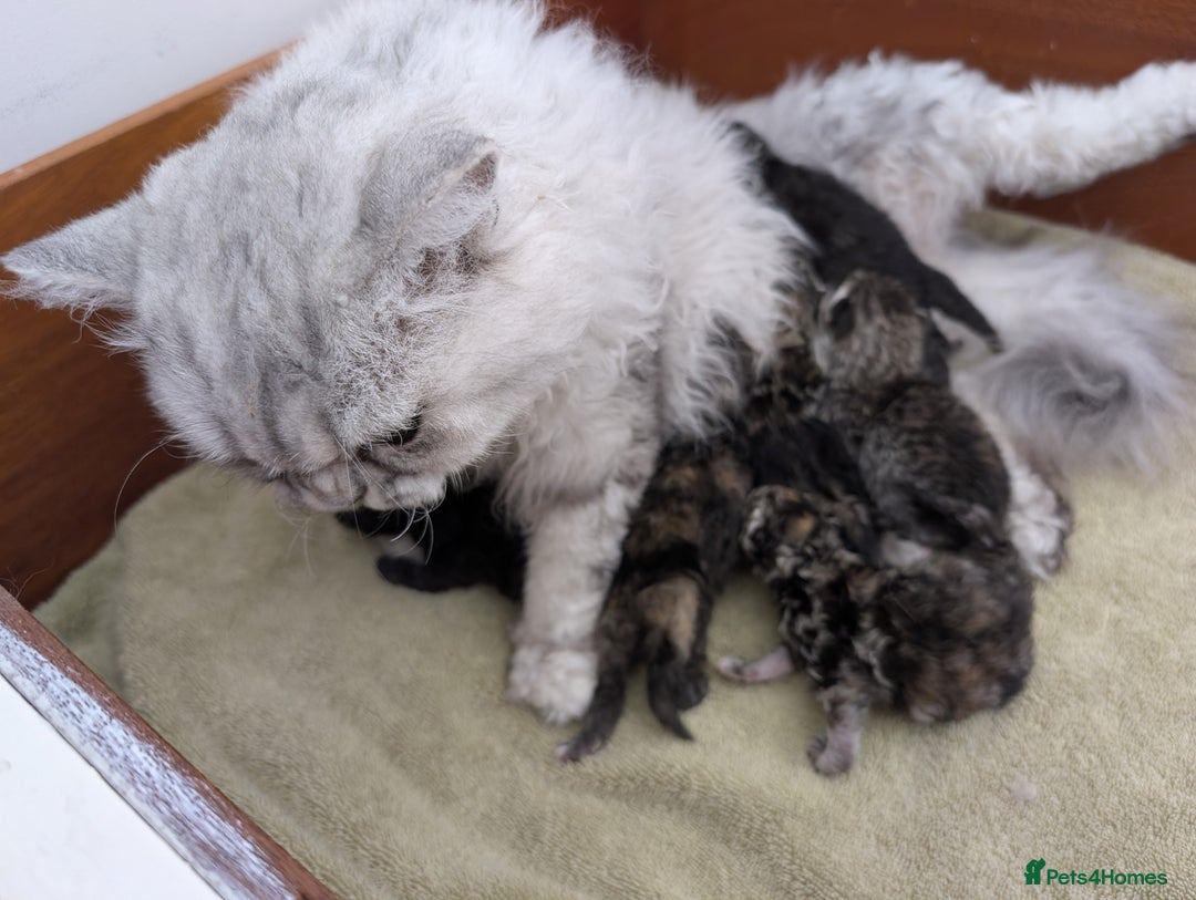 Selkirk Rex cats for sale:   💜 Selkirk Rex Kittens Ready 25th November 💜 - Image 14
