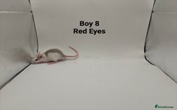 Rat rodents for sale: OCT: 32 Rats (7 Rats: 4 Boys, 3 Girls Left) - Advert 8
