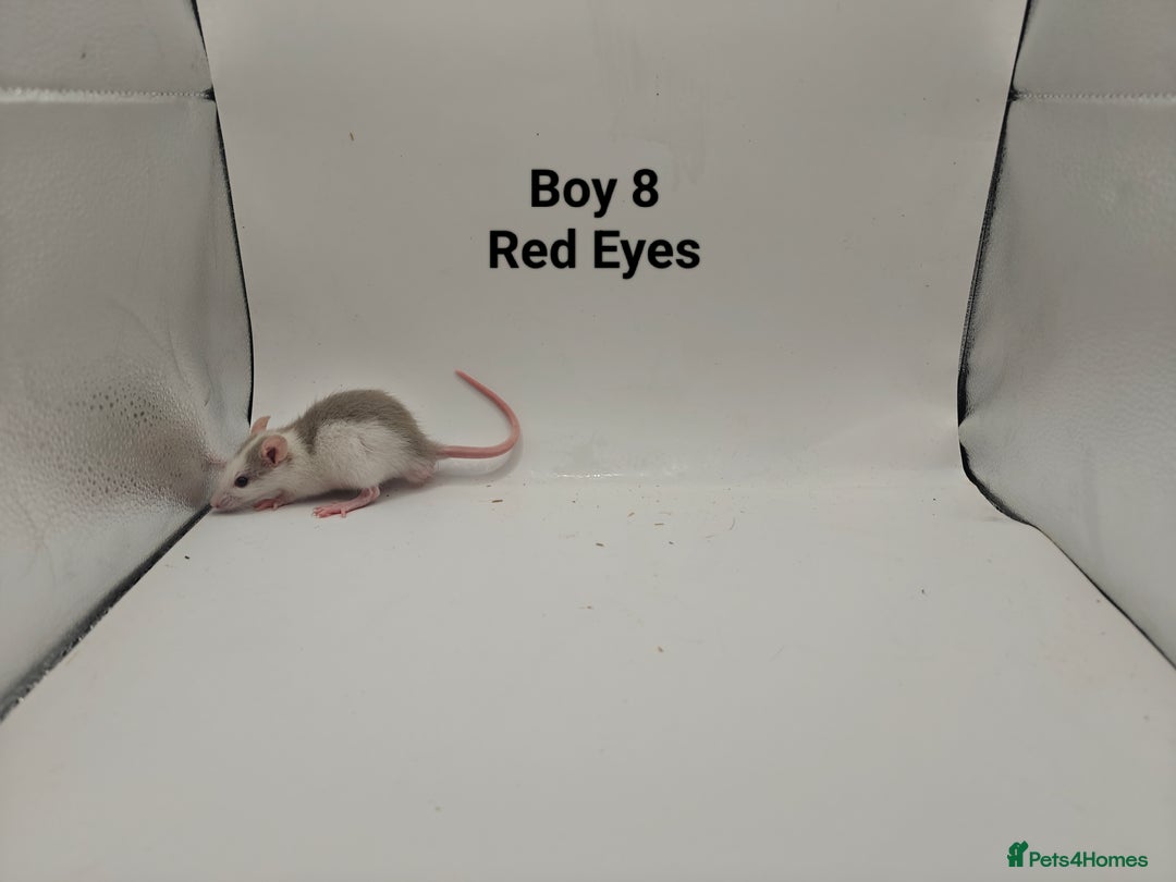 Rat rodents for sale: OCT: 32 Rats (7 Rats: 4 Boys, 3 Girls Left) - Advert 8
