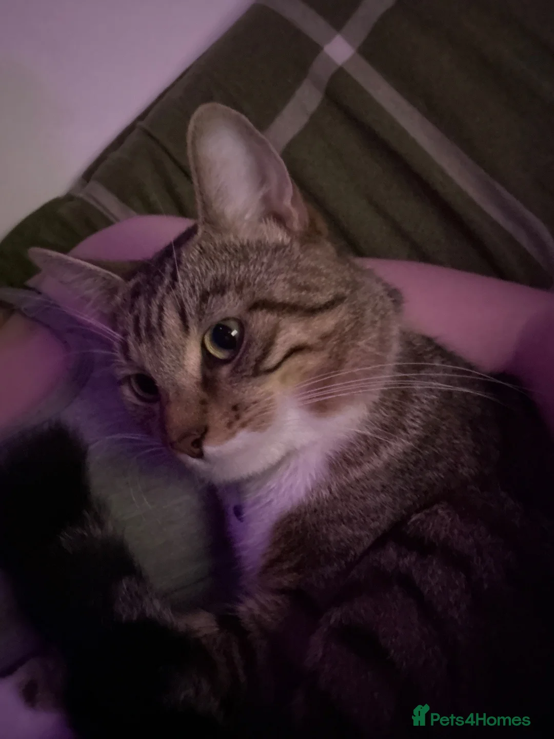 Mixed Breed cats for sale: All cats  **   in Bury - Advert 2