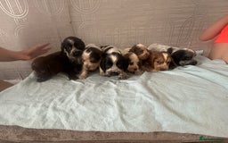 Cocker Spaniel dogs for sale: 🔥 rare coloured show type cocker spaniels  - Image 33
