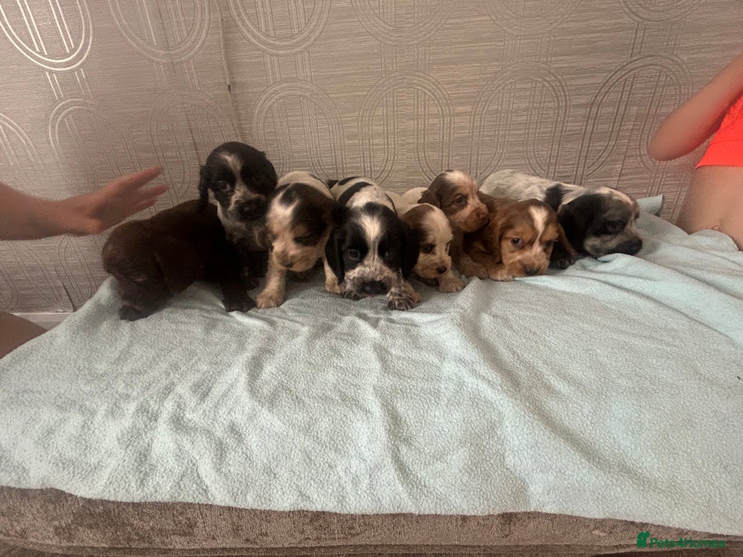 Cocker Spaniel dogs for sale: 🔥 rare coloured show type cocker spaniels  - Image 33