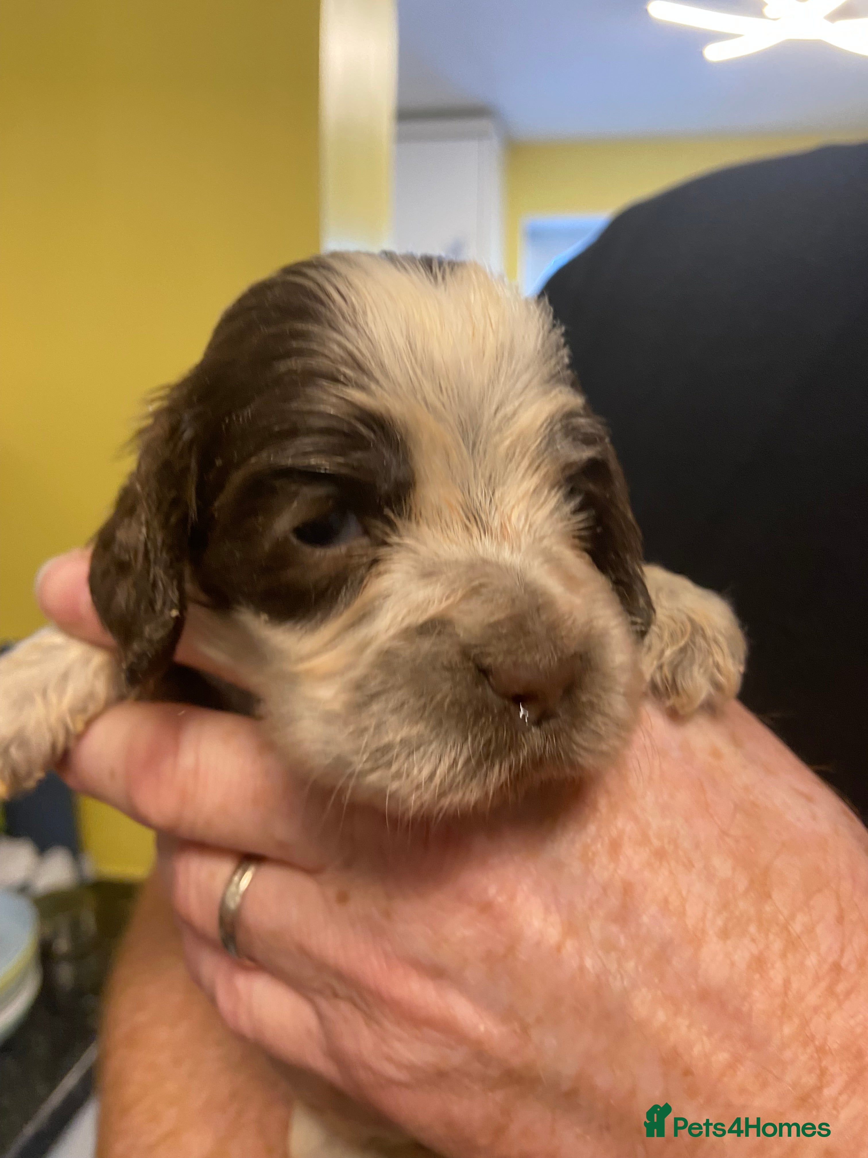 Cocker Spaniel dogs Stunning KC Choc. Roan Show Cocker Spaniel Pups - Advert 2