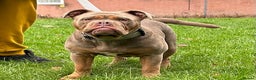 Olde English Bulldogge dogs for sale: Olde English bulldog  - Advert 1