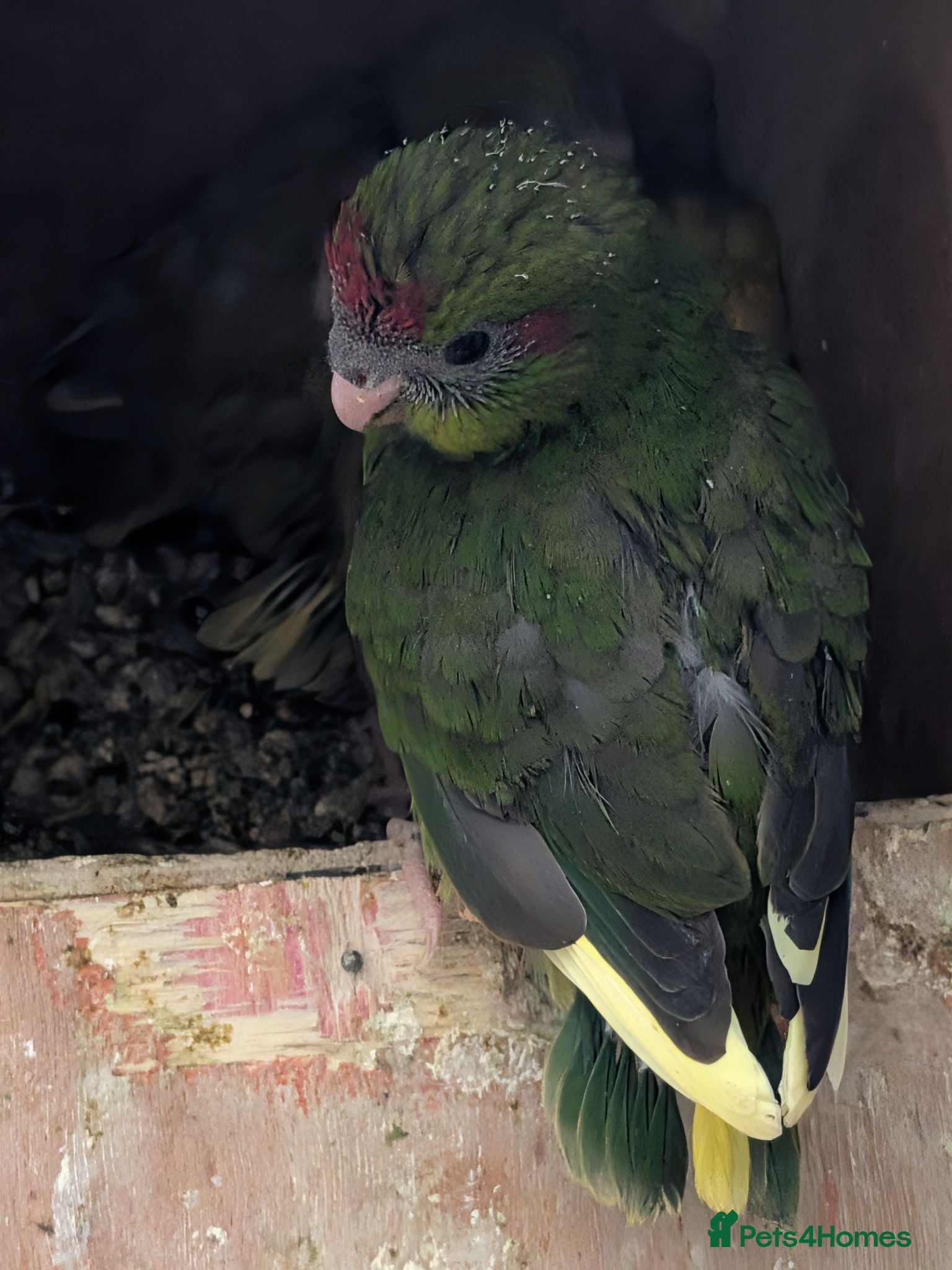 Parrots birds Baby kakarikis  - Advert 10
