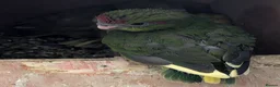 Parrots birds for sale: Baby kakarikis  - Advert 5