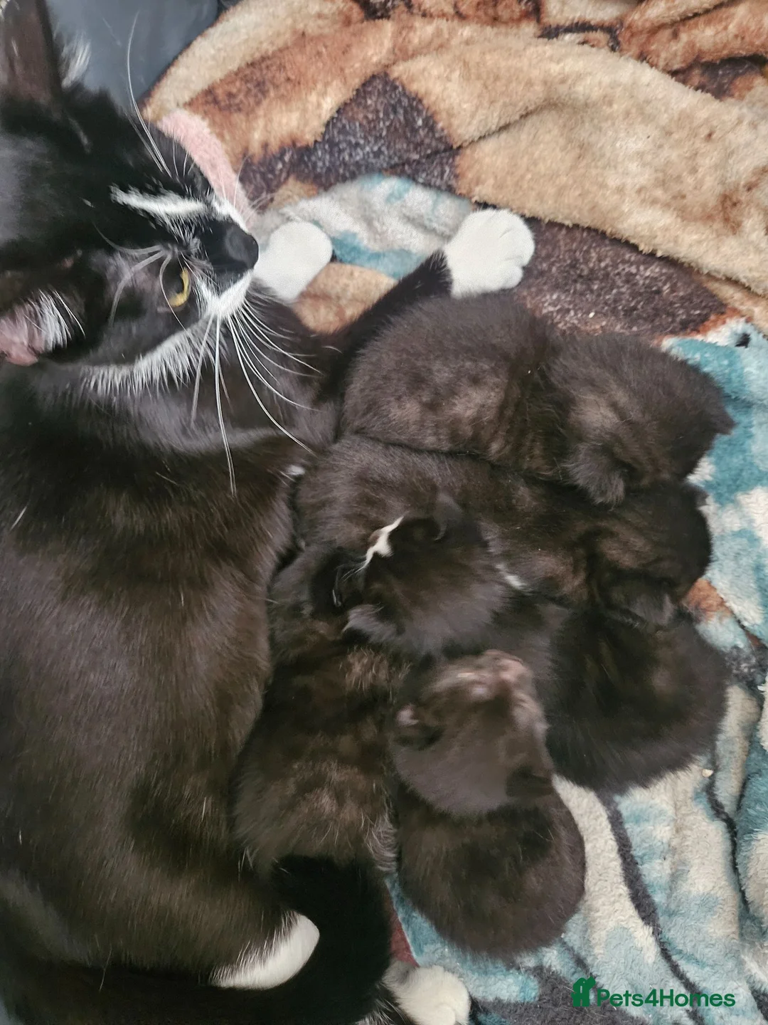 Domestic Shorthair cats for sale: 2 all black male cats in Washington - Advert 2
