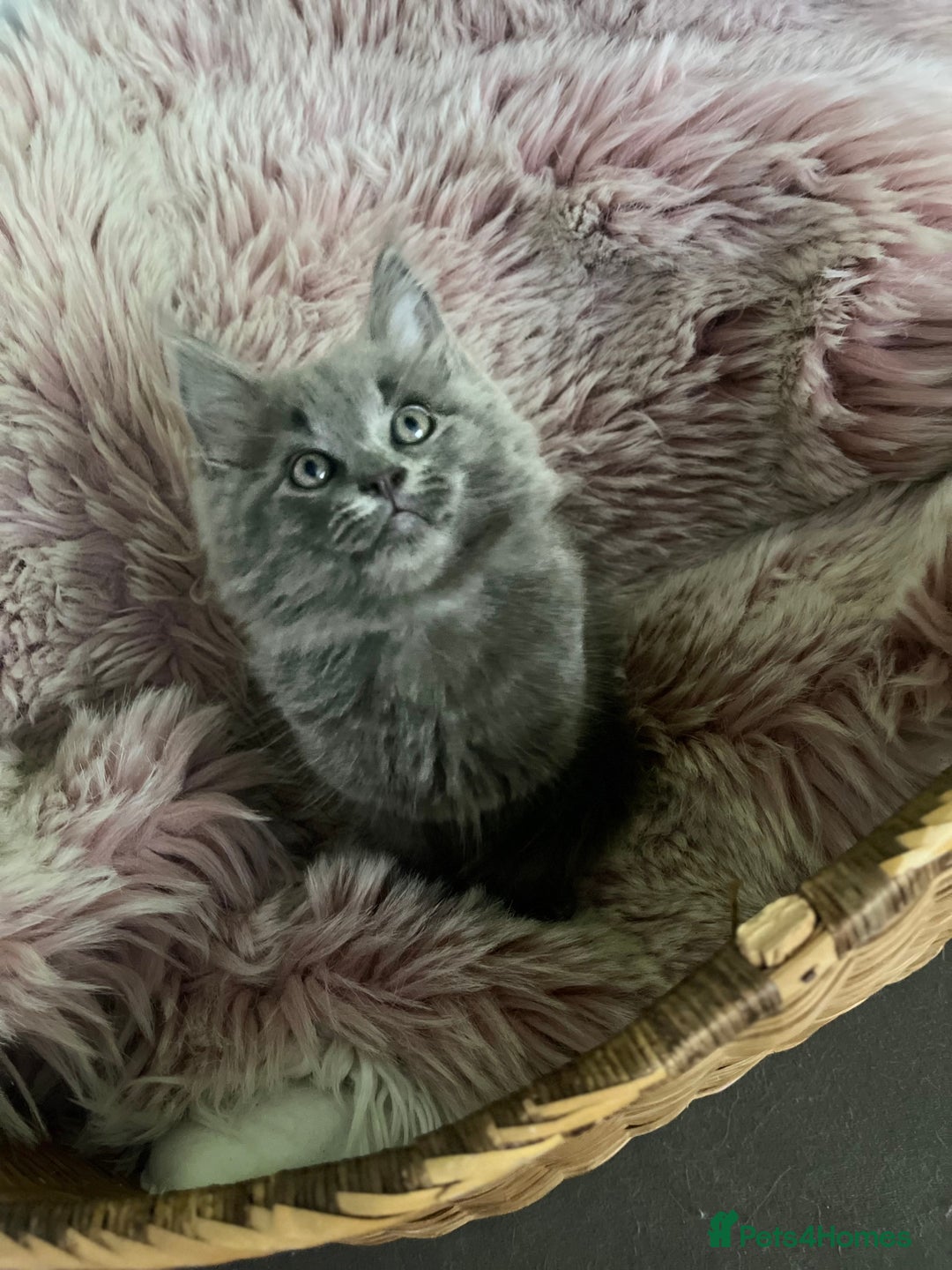 Maine Coon cats for sale: 5 Generation pedigree BLACK SMOKE kittens  - Image 17