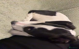 Mixed Breed dogs for sale: Bolt staffy and Jack russel mix  - Image 6