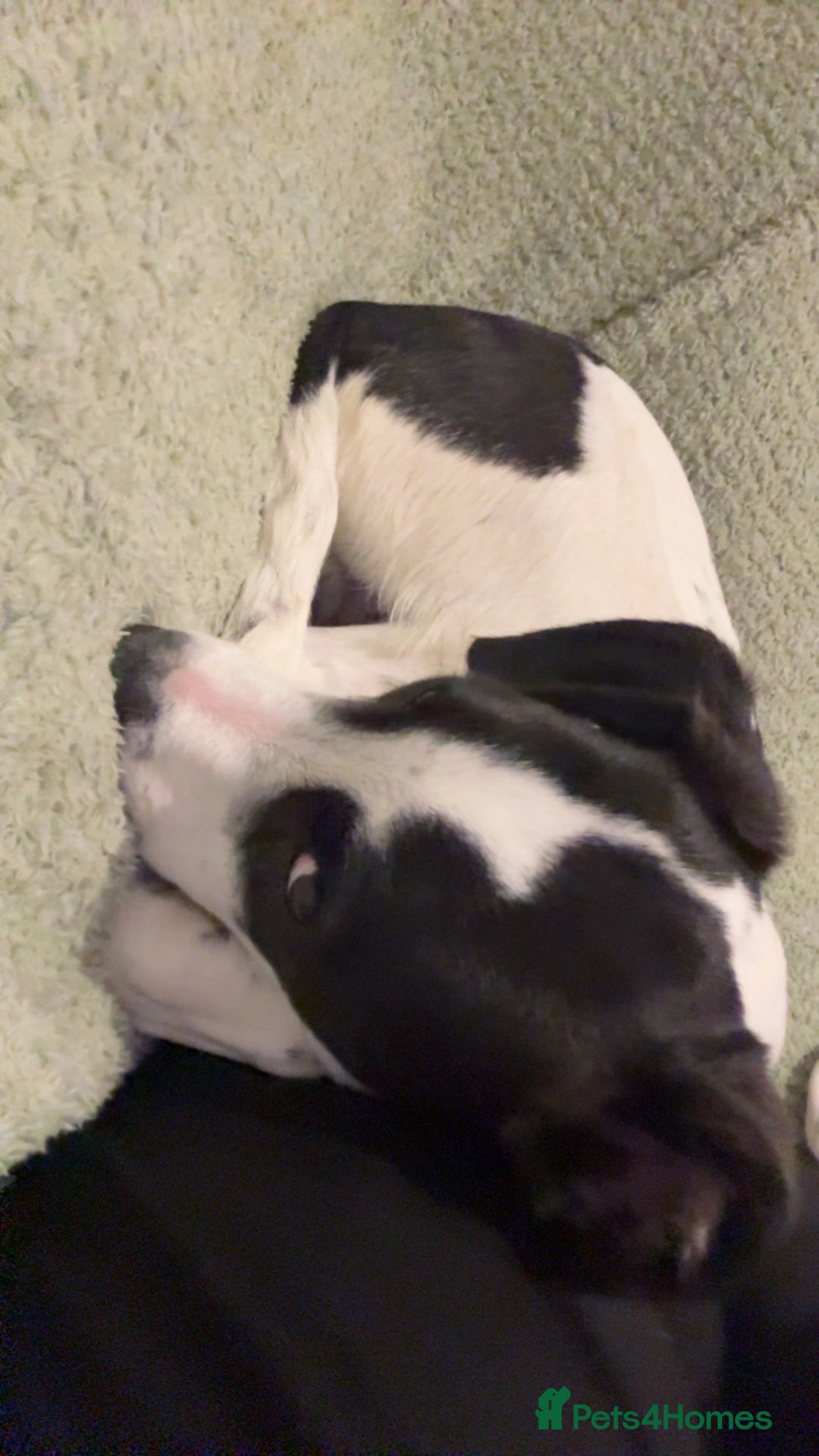 Mixed Breed dogs for sale: Bolt staffy and Jack russel mix  - Image 6