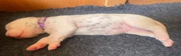 Dalmatian dogs for sale: Exceptional KC Liver Spotted Dalmatian Puppies in Worcester - Advert 4