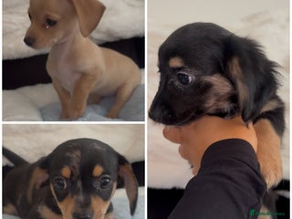 Chiweenie dogs Gorgeous Mini Dachshund X Puppies🐾 - Advert 12