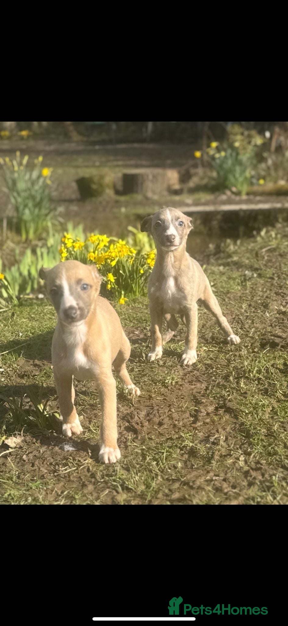 Whippet dogs Kc whippets  - Advert 2