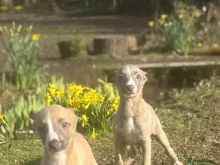 Whippet dogs Kc whippets - Advert 2