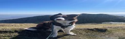 Border Collie dogs for sale: Beautiful, two-year-old, Red Border Collie in Malvern - Advert 4