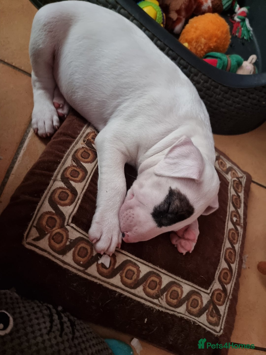 Bull Terrier dogs for sale: Bullterrier pup  - Image 5