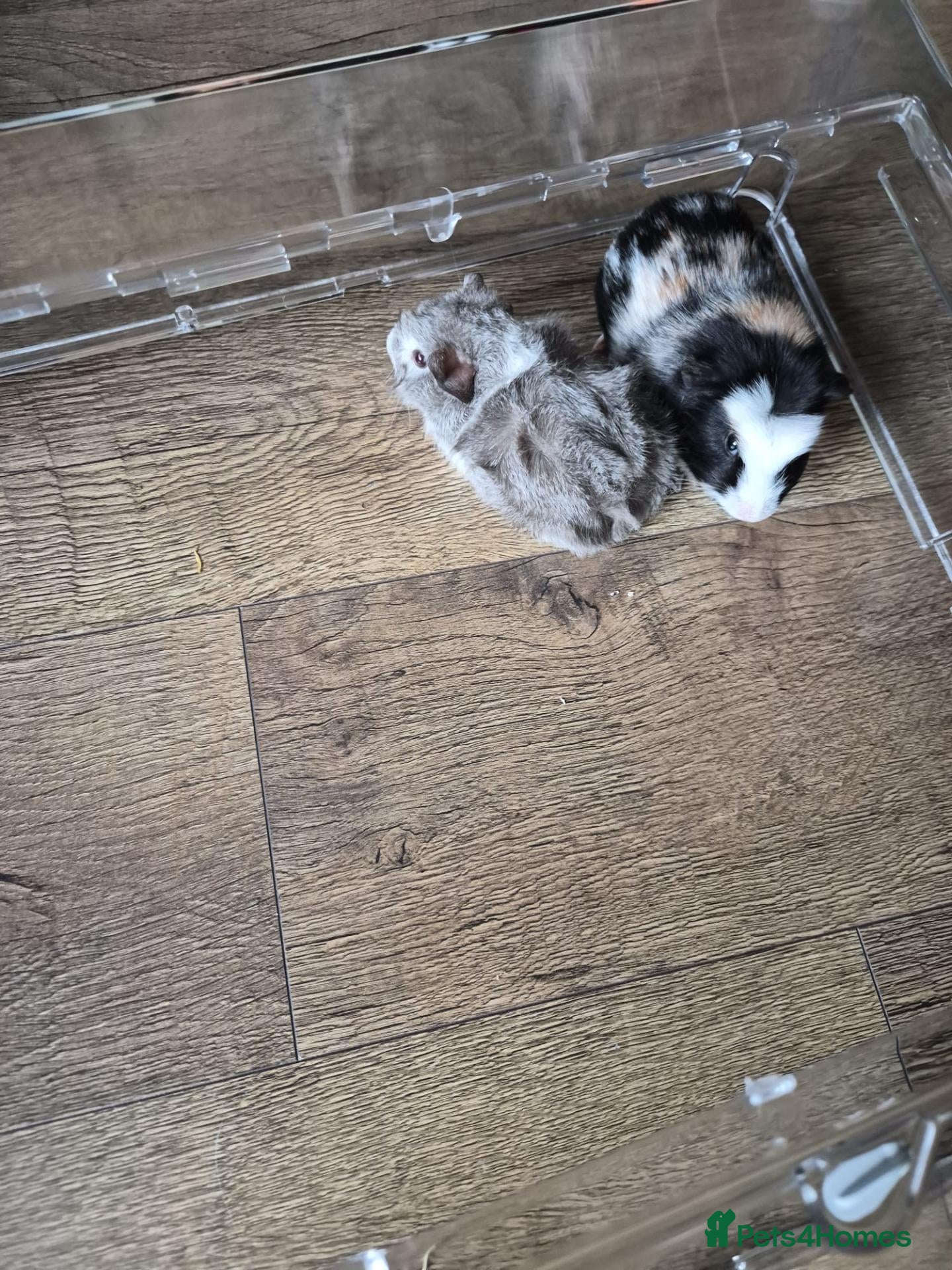 Guinea Pig rodents Quinea pigs for sale - Advert 1