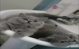 British Longhair cats for sale: Impressive Pedigree BLH Boys - Image 4