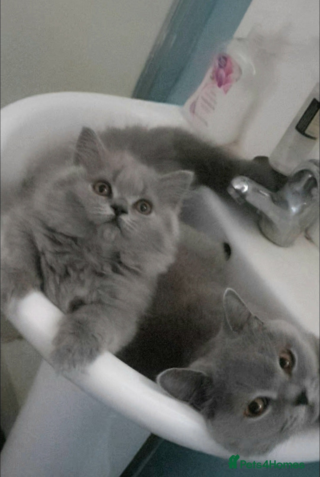 British Longhair cats for sale: Impressive Pedigree BLH Boys - Image 4