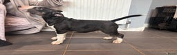 Bull Terrier dogs for sale: BIG PRICE DROP TO ENSURE THEESE PUPS HAVE A HOME  - Advert 4