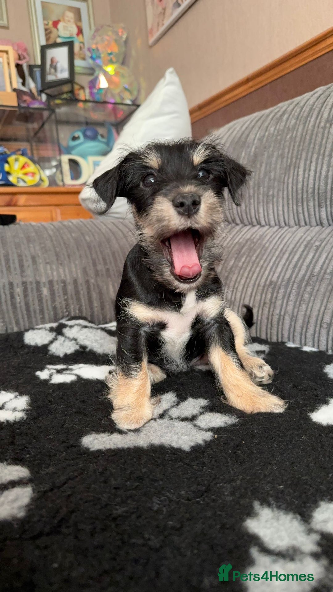 Mixed Breed dogs for sale: Schnorkie puppies - pedigree Schnauzer Dad - Advert 9