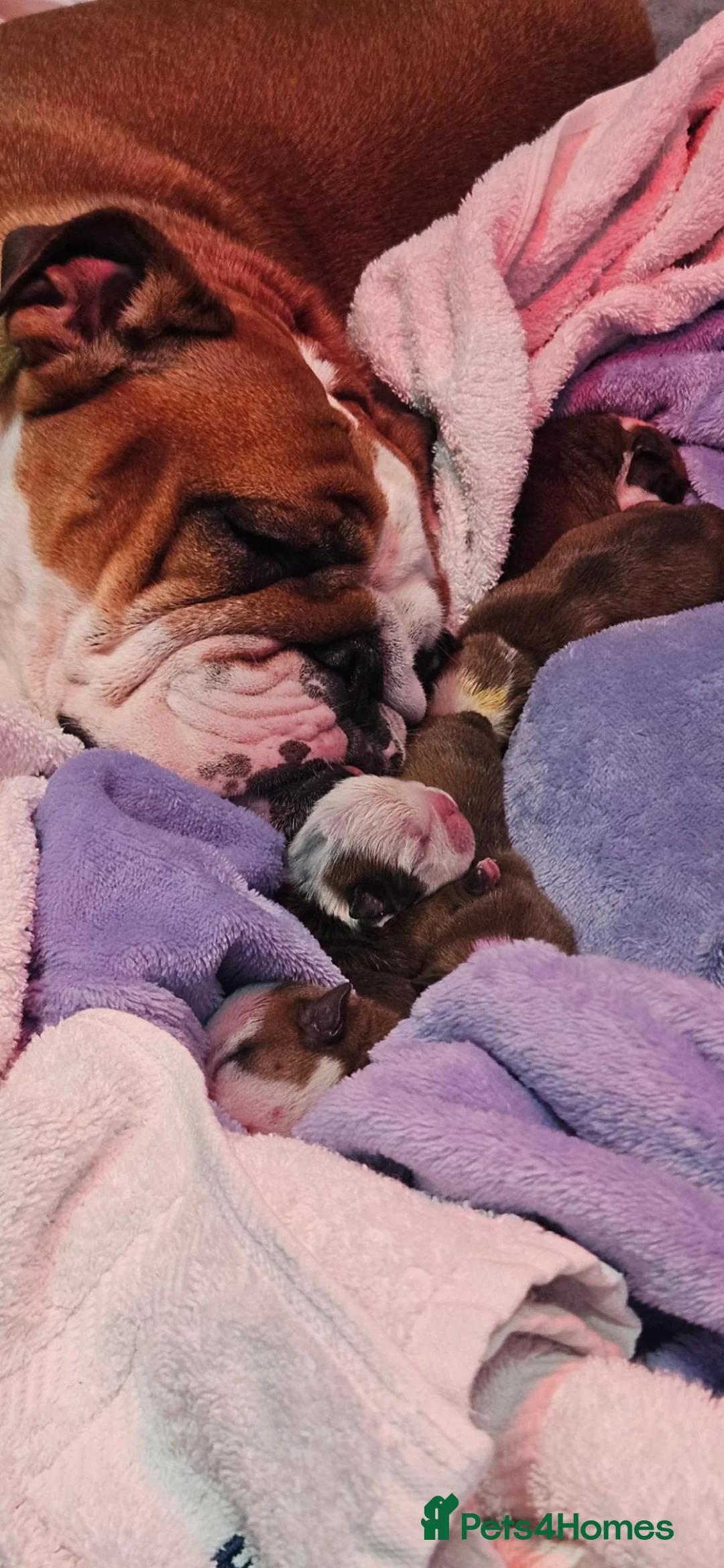 English Bulldog dogs for sale: KC English Bulldogs  - Advert 2