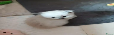 Male kitten