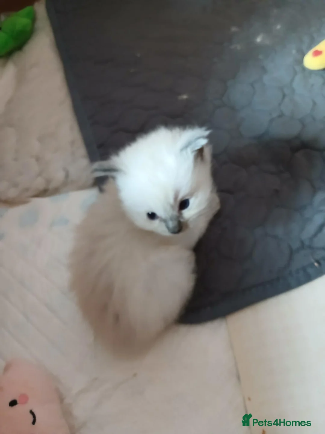 Ragdoll cats for sale: PLEASE READ THE ADVERT - Advert 4
