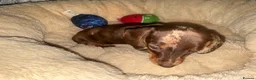 Miniature Dachshund dogs for sale: Very small smooth miniature daschund  - Advert 6