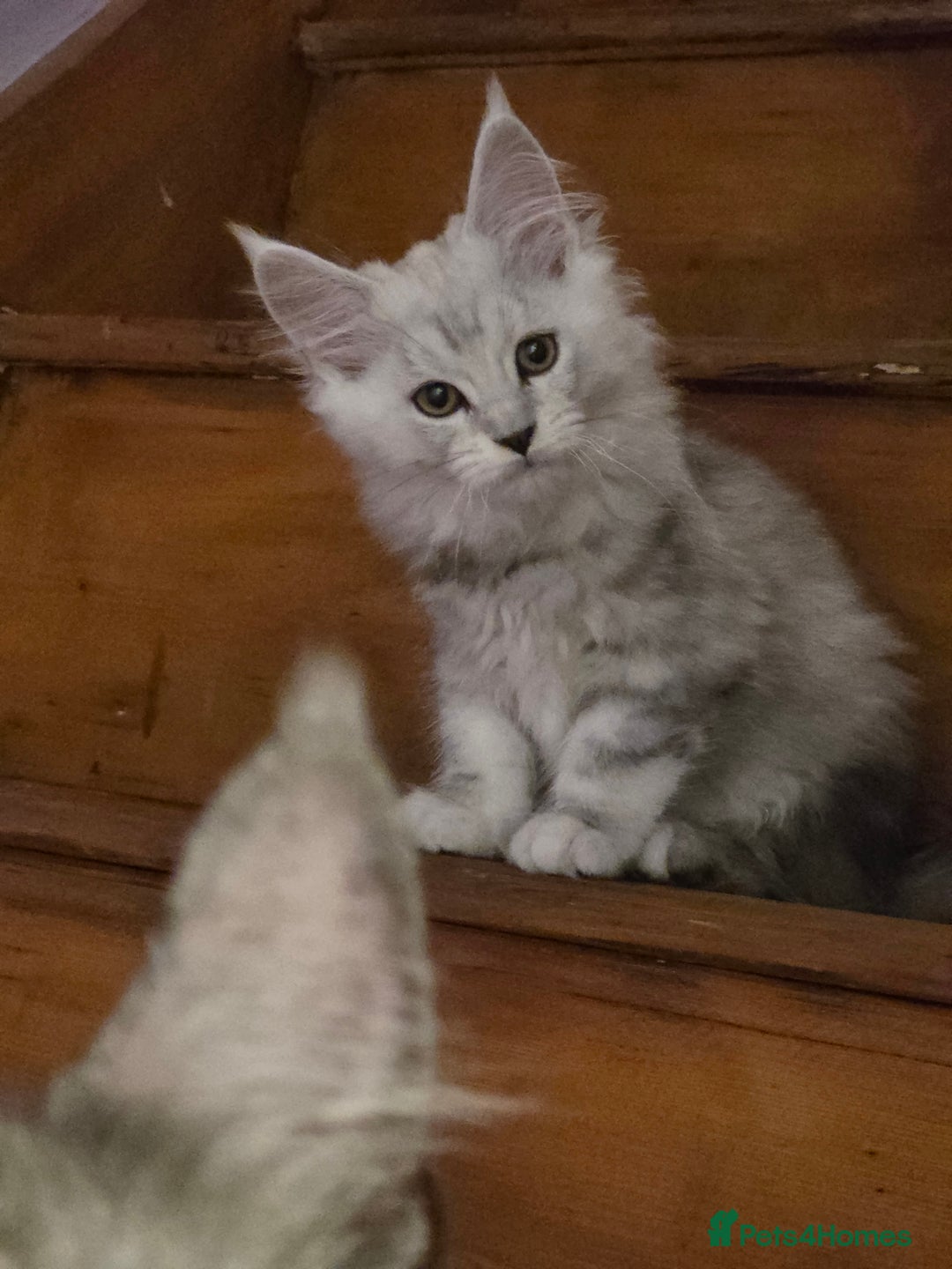 Maine Coon cats for sale: Pedigree TICA Maine Coon Kittens  - Image 2