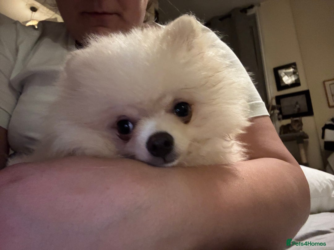 Pomeranian dogs for sale: 🐾🐶💙 Pomeranian puppy 💙🐶🐾 - Image 4